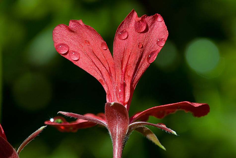 Copyright by Mark Van Orden