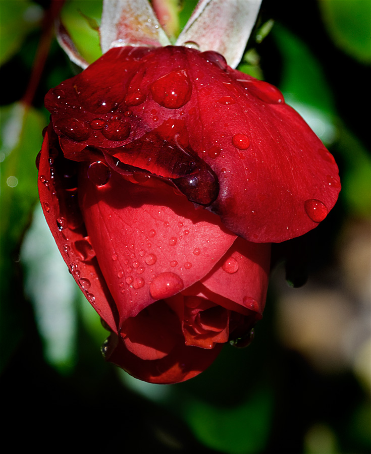 Copyright by Mark Van Orden
